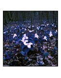 Stephen John Crosby "Purple Trilliums" Photograph, 2015