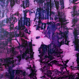 Stephen John Crosby "Birch/Trilliums" Photograph, 2014