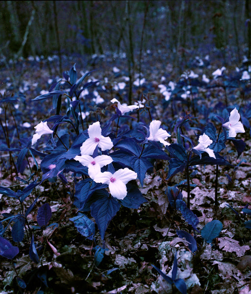 Stephen John Crosby "Purple Trilliums" Photograph, 2015