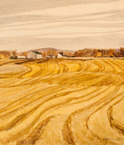 Roy Austin "November Corn Fields" Oil on Board, 1995